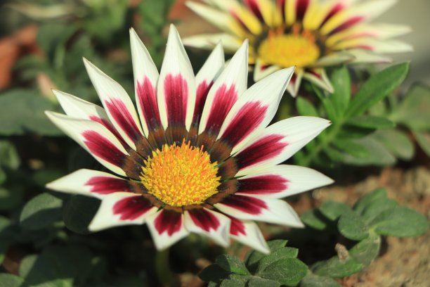 gazania