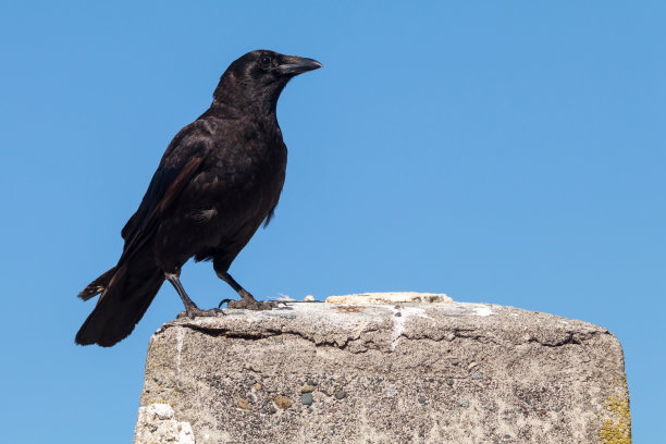 raven
