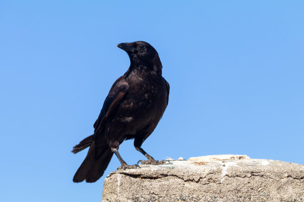 raven