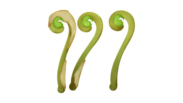 fiddlehead