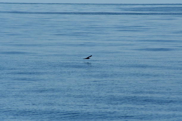 skimmer