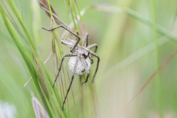 araneae