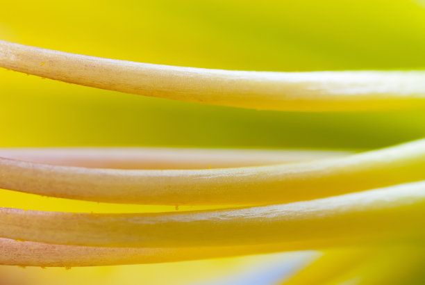 stamens
