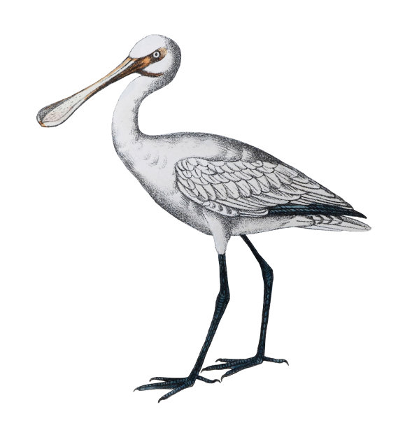 spoonbill