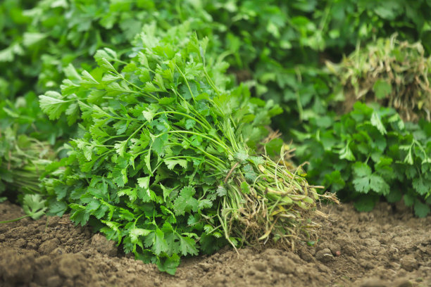 cilantro