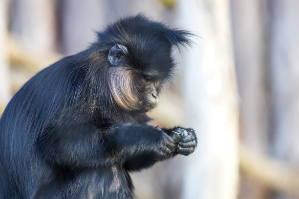 saguinus