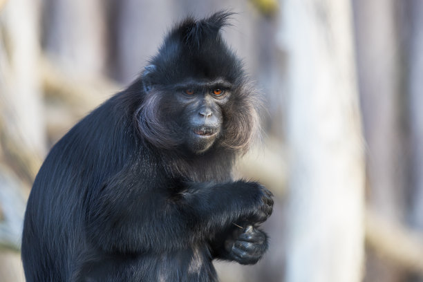 saguinus