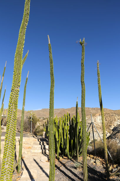 ocotillo