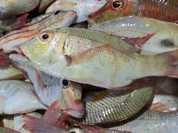 snapper