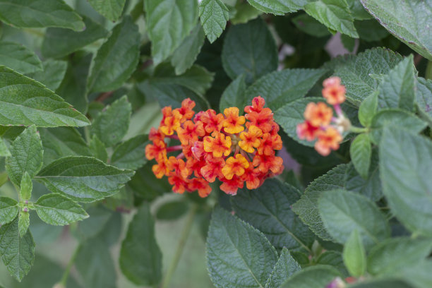 lantana