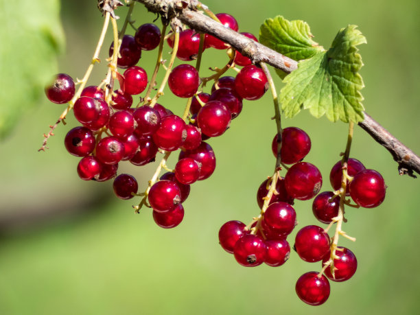 redcurrant