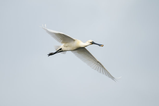 spoonbill
