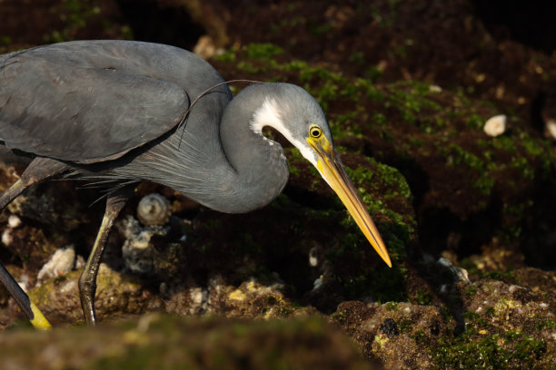egretta