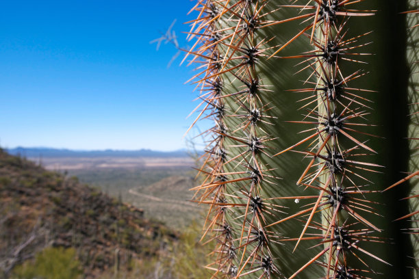 saguaro