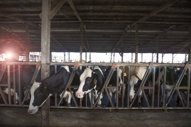dairy