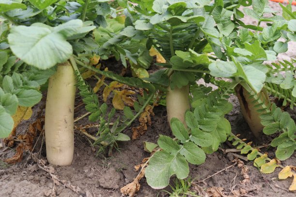 radishes