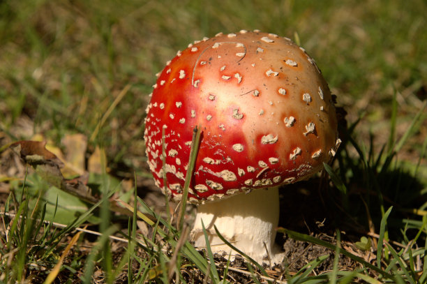amanitaceae