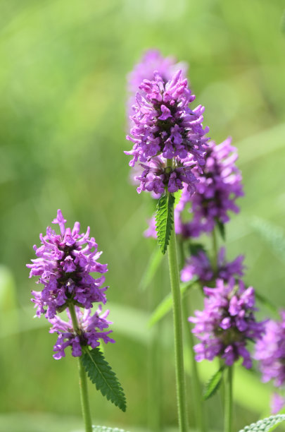 salvia