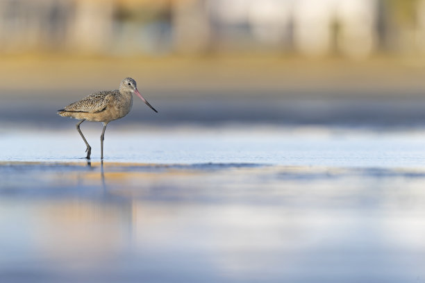 limosa