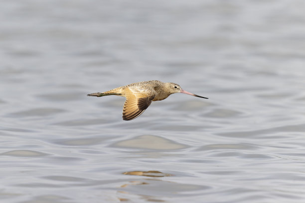 limosa
