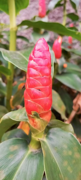 costus