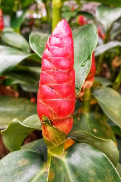 costus