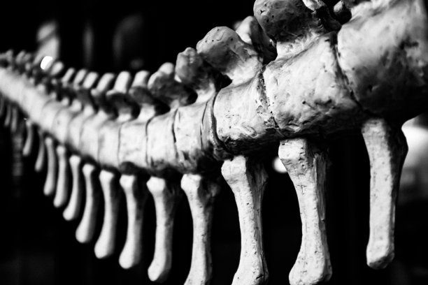 skeleton