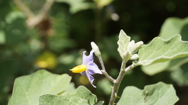 solanum