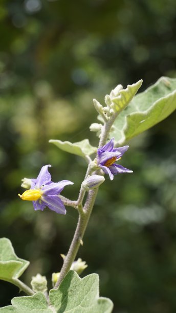 solanum