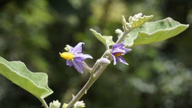solanum