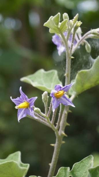 solanum