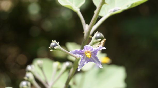 solanum