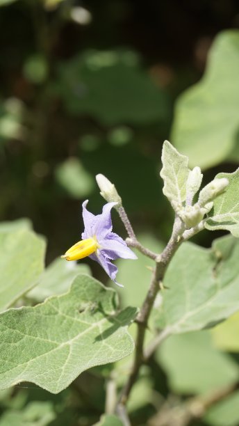 solanum