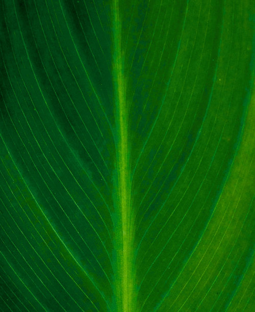热带植物叶子抽象背景