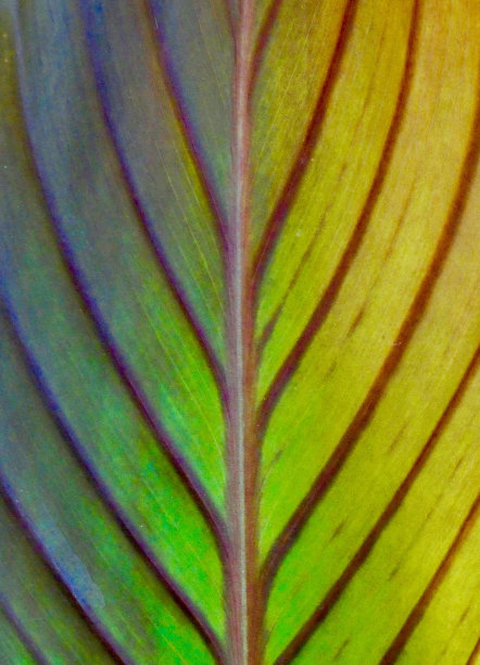 热带植物叶子抽象背景