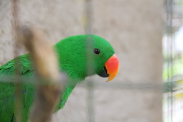 eclectus