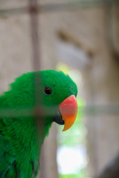 eclectus