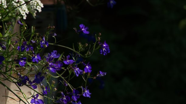 lobelia