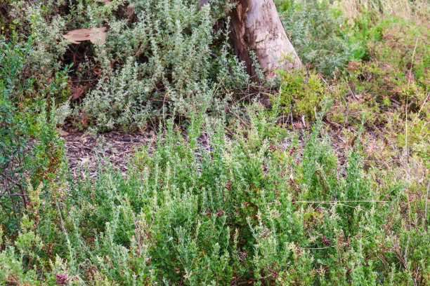 bushveld