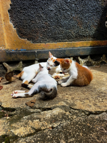 stray