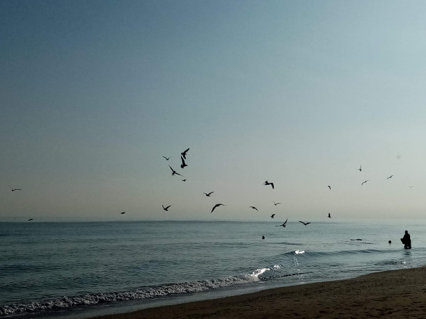 飞鸟蓝色大海壁纸