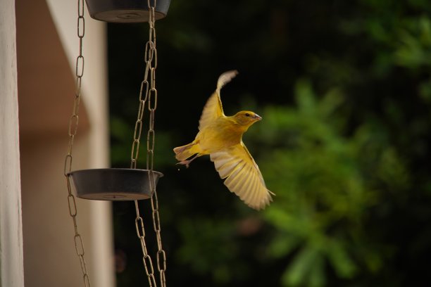 canary