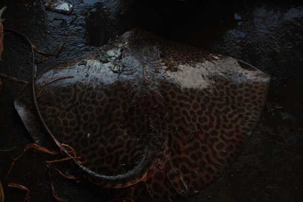 stingray
