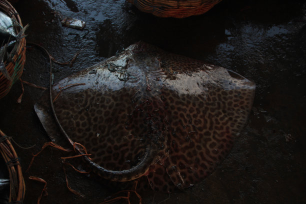 stingray
