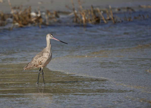 limosa