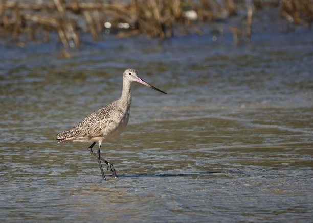 limosa