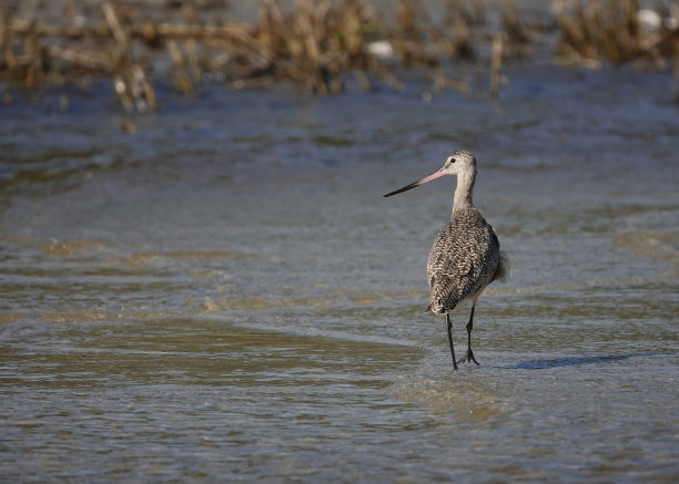 limosa