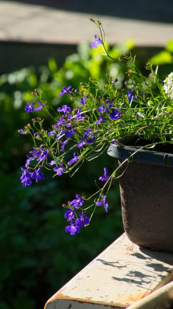 lobelia