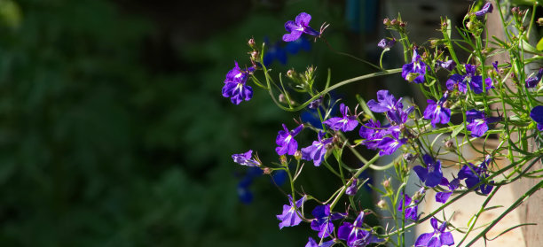 lobelia