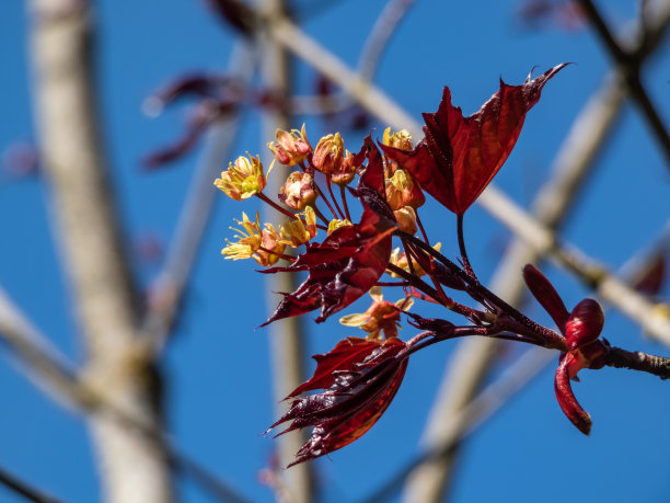 maple
